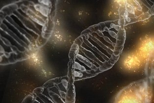 Zespół znikającego płodu a test NIFTY - jak długo utrzymuje się DNA we krwi matki?