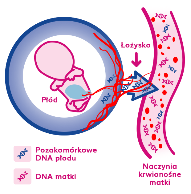 na czym polega FeliaTest (dawniej Prenatal testDNA)